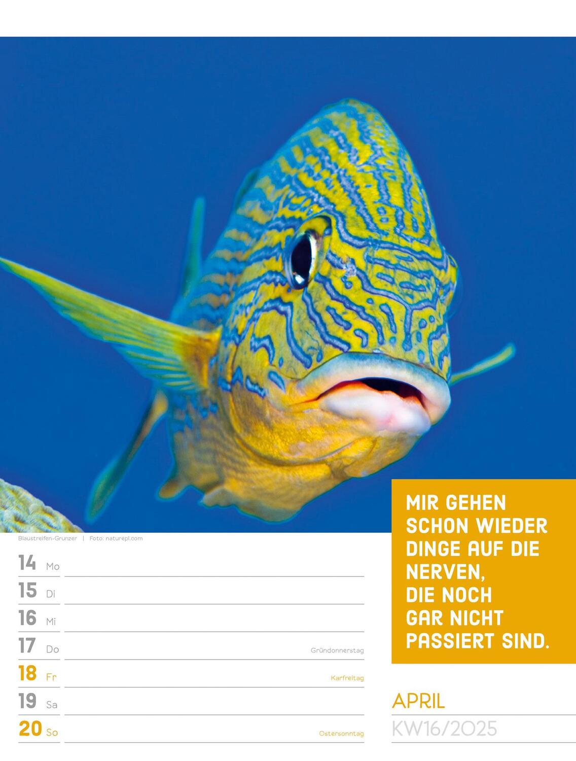 Bild: 9783838425962 | Tierisch! Sprüchekalender - Wochenplaner Kalender 2025 | Kunstverlag