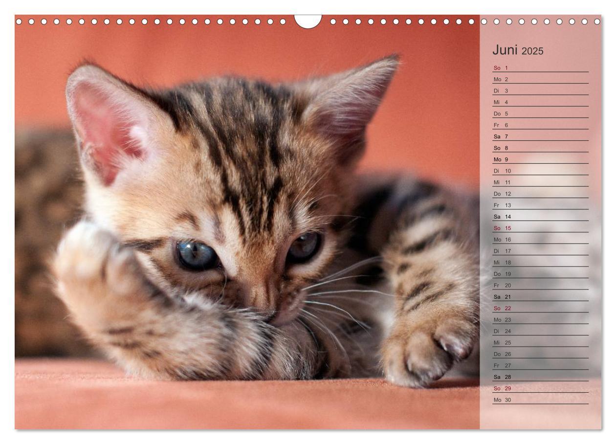 Bild: 9783435593071 | Die Bengalkatze. Edition Jungtiere (Wandkalender 2025 DIN A3 quer),...