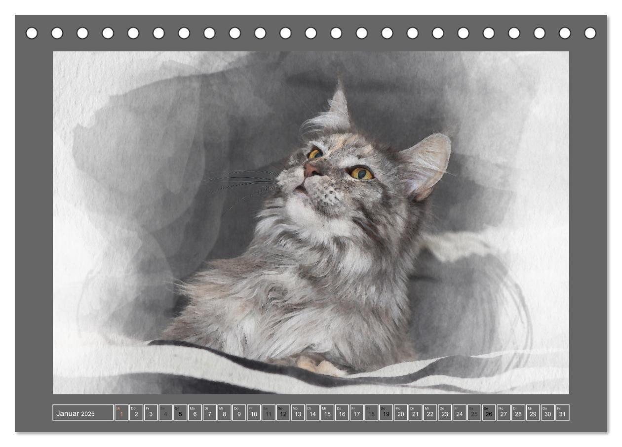 Bild: 9783435023615 | Maine Coon Aquarelle (Tischkalender 2025 DIN A5 quer), CALVENDO...