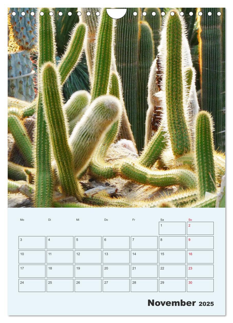 Bild: 9783435969951 | Wehrhafte Sukkulenten (Wandkalender 2025 DIN A4 hoch), CALVENDO...