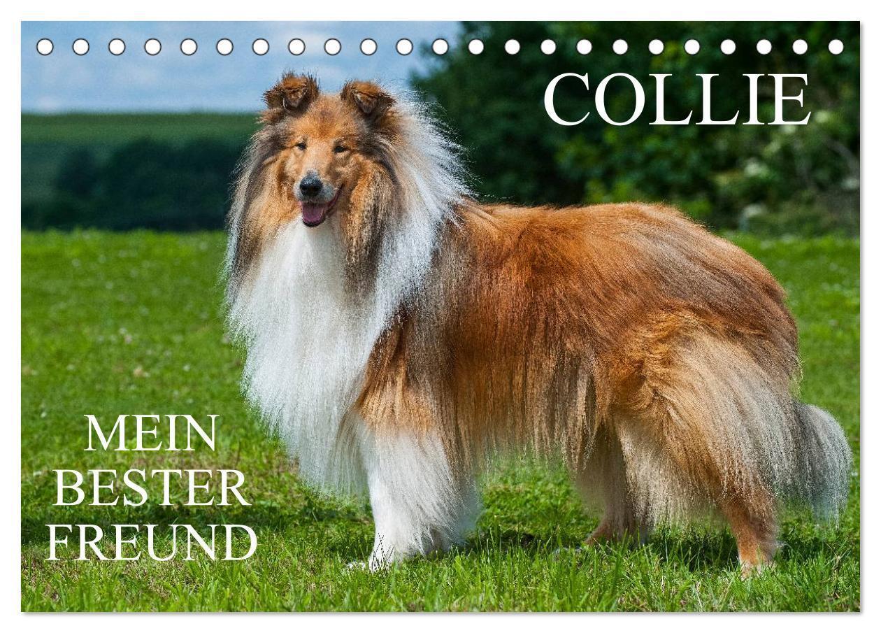 Cover: 9783435568147 | Collie - Mein bester Freund (Tischkalender 2025 DIN A5 quer),...