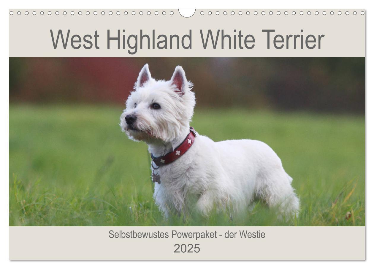 Cover: 9783435408290 | West Highland White Terrier - Selbstbewustes Powerpaket - der...