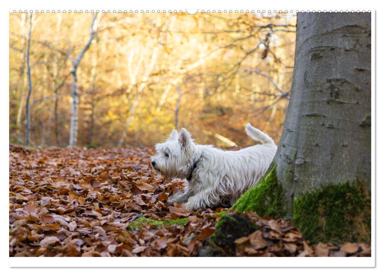 Bild: 9783383908224 | Hunde - vom Mischling bis zum Rassehund (Wandkalender 2025 DIN A2...