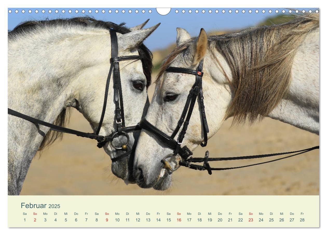 Bild: 9783435215614 | PFERDE &amp; MEER (Wandkalender 2025 DIN A3 quer), CALVENDO Monatskalender