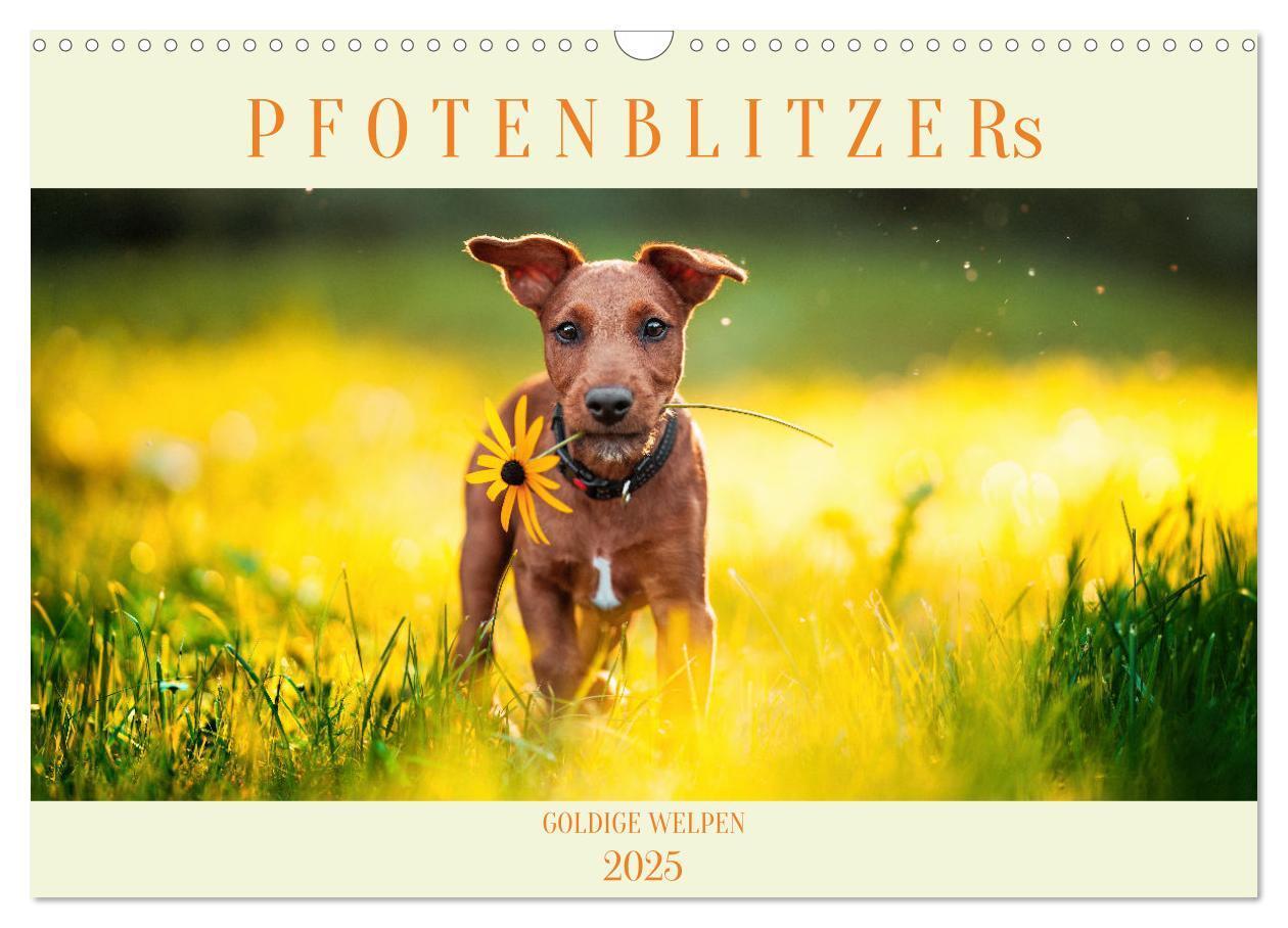 Cover: 9783457207093 | Pfotenblitzers Goldige Welpen (Wandkalender 2025 DIN A3 quer),...