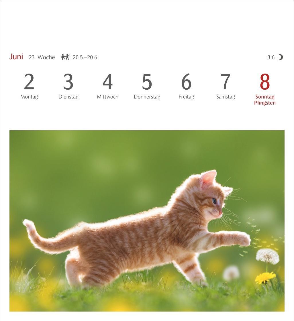 Bild: 9783840033490 | Katzen Postkartenkalender 2025 - Wochenkalender mit 53 Postkarten