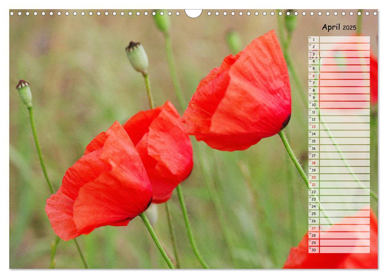 Bild: 9783435288137 | Klatschmohn im Feld (Wandkalender 2025 DIN A3 quer), CALVENDO...