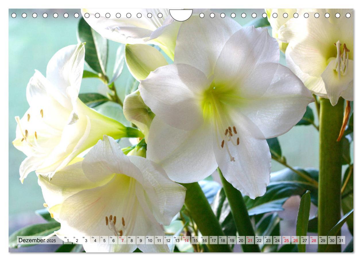 Bild: 9783435382958 | Amaryllis-Blüten (Wandkalender 2025 DIN A4 quer), CALVENDO...