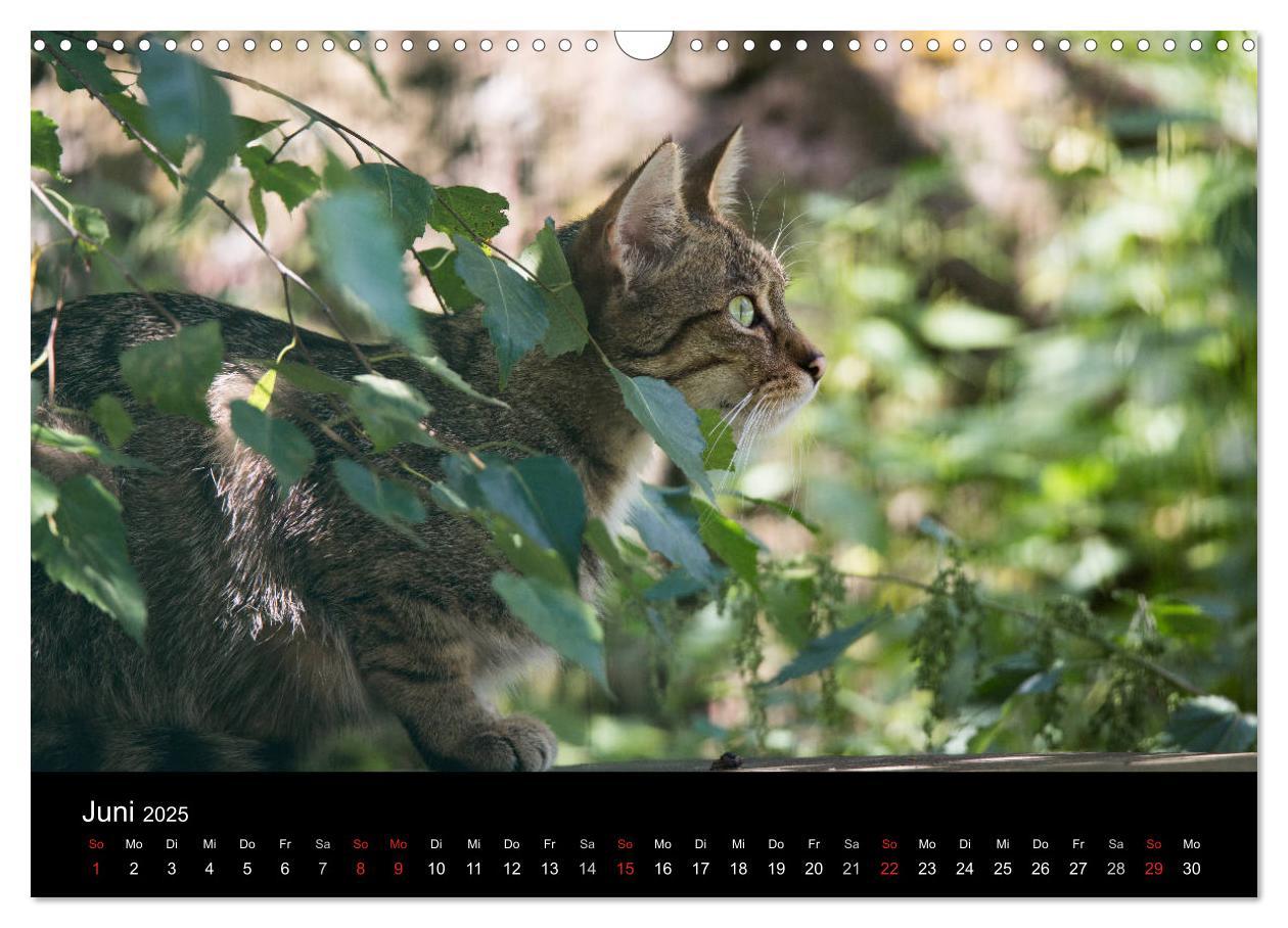 Bild: 9783435390991 | Wildkatzen - scheue Samtpfoten (Wandkalender 2025 DIN A3 quer),...