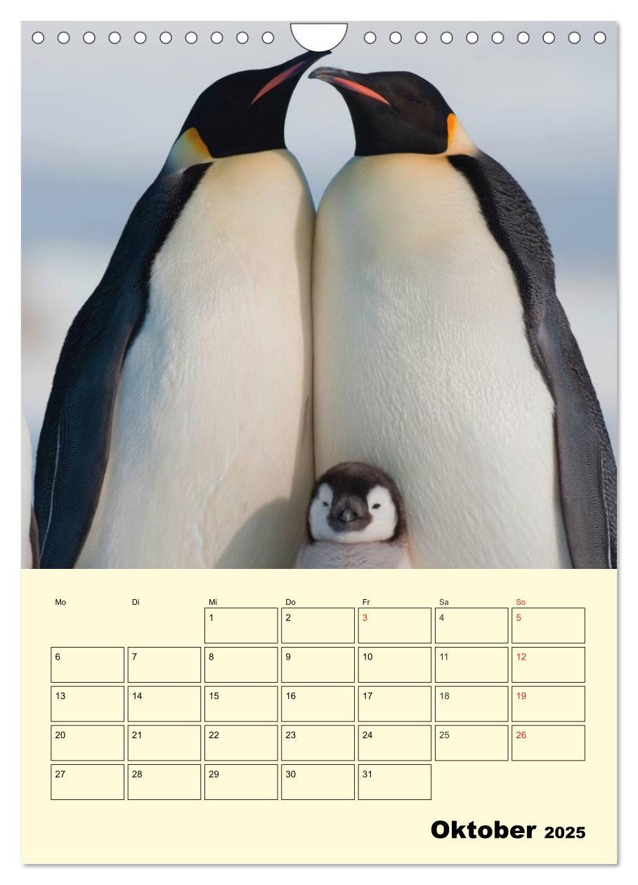 Bild: 9783457018637 | Pinguine. Wackeln im Thermo-Frack (Wandkalender 2025 DIN A4 hoch),...