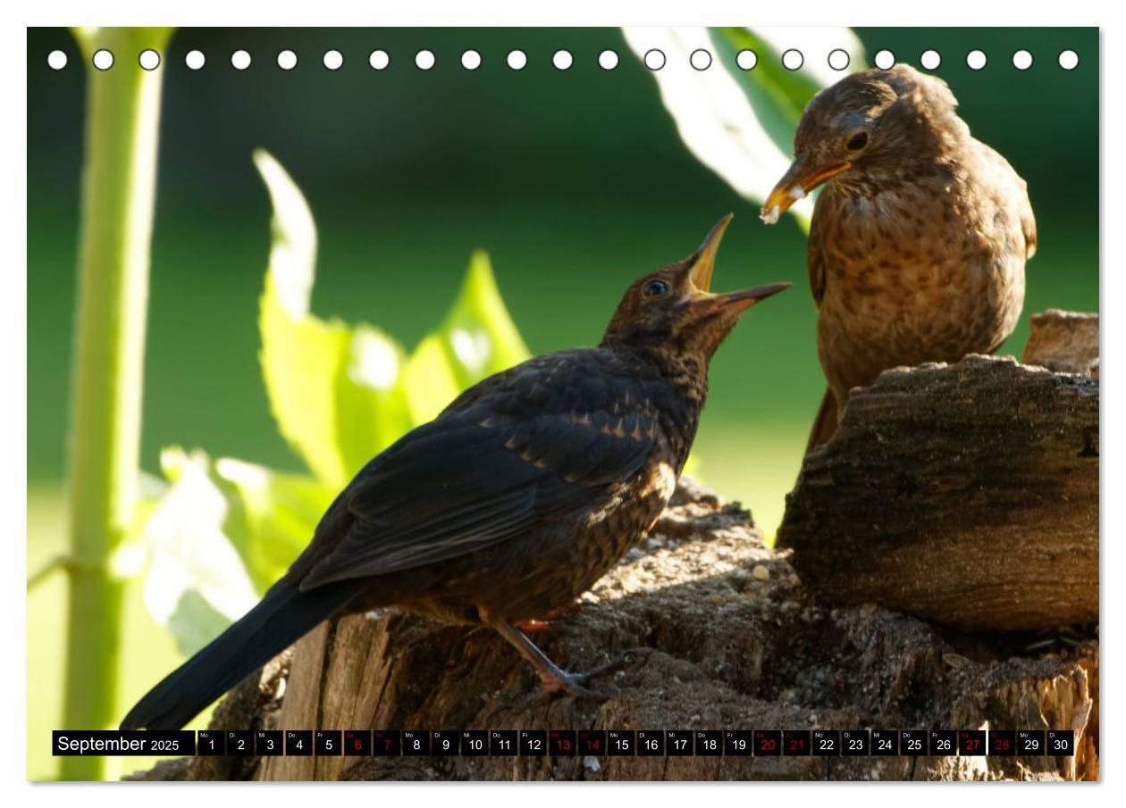 Bild: 9783435024612 | Vogelkinder - Junge Wildvögel (Tischkalender 2025 DIN A5 quer),...