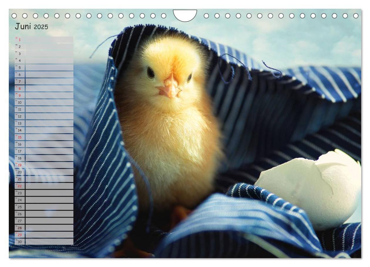 Bild: 9783435587865 | Tierisches aus der Küken-Welt (Wandkalender 2025 DIN A4 quer),...