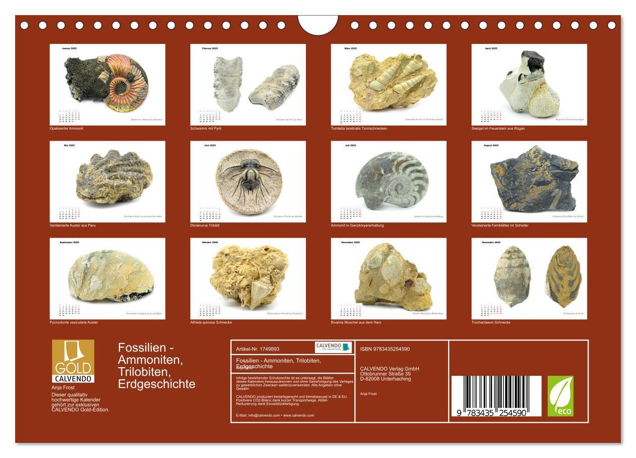 Bild: 9783435254590 | Fossilien - Ammoniten, Trilobiten, Erdgeschichte (Wandkalender 2025...