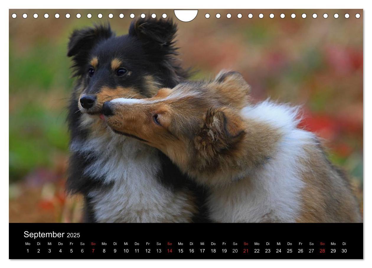 Bild: 9783435752720 | Shelties 2025 (Wandkalender 2025 DIN A4 quer), CALVENDO Monatskalender