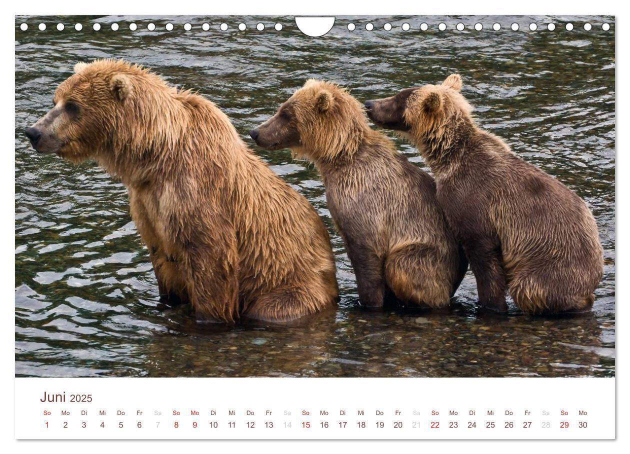 Bild: 9783435793631 | Der Alaska Kalender (Wandkalender 2025 DIN A4 quer), CALVENDO...