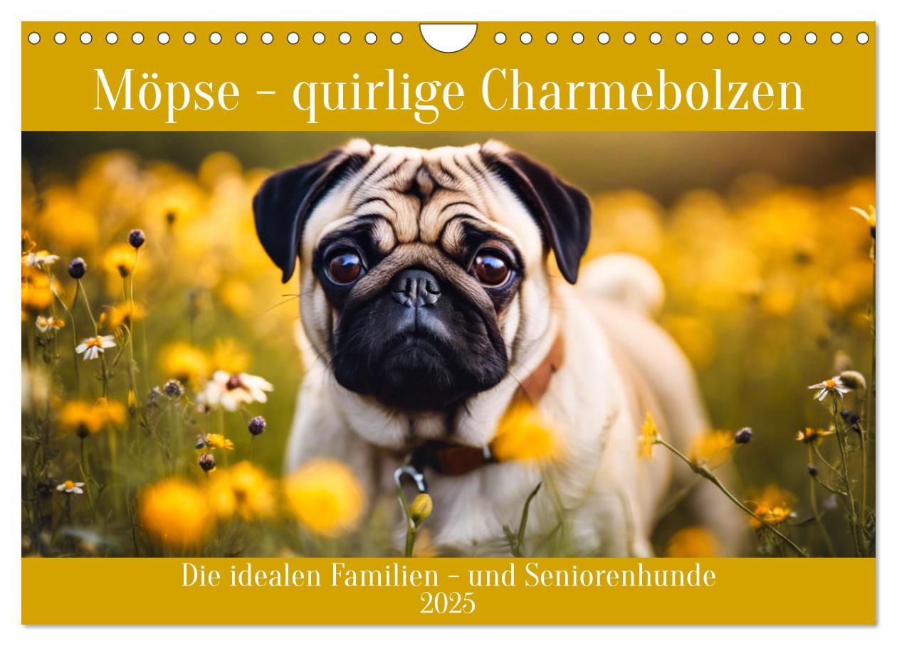 Cover: 9783435645893 | Möpse - quirlige Charmebolzen (Wandkalender 2025 DIN A4 quer),...