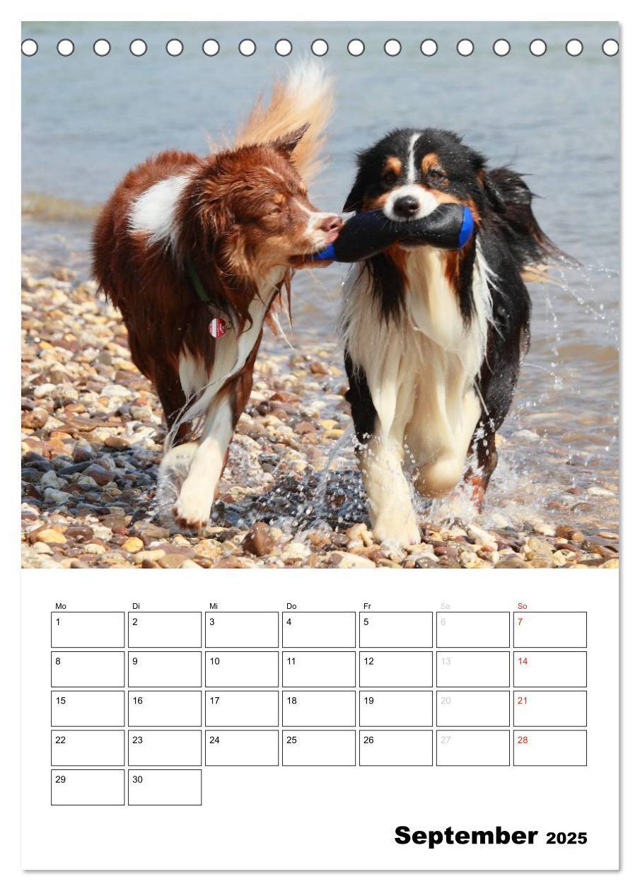 Bild: 9783457079331 | Australian Shepherd (Tischkalender 2025 DIN A5 hoch), CALVENDO...