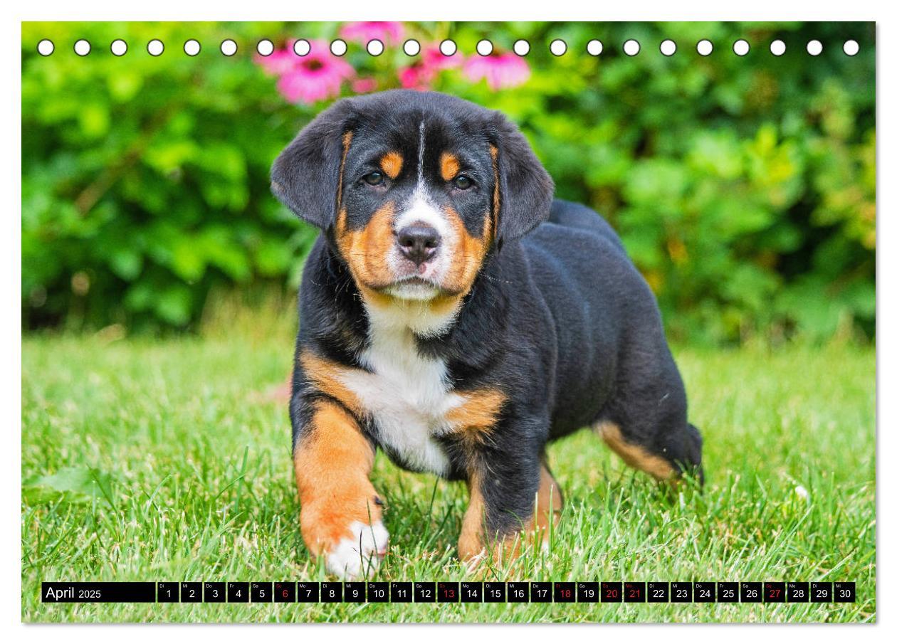 Bild: 9783435208074 | Ein Hund zum Verlieben - Großer Schweizer Sennenhund (Tischkalender...