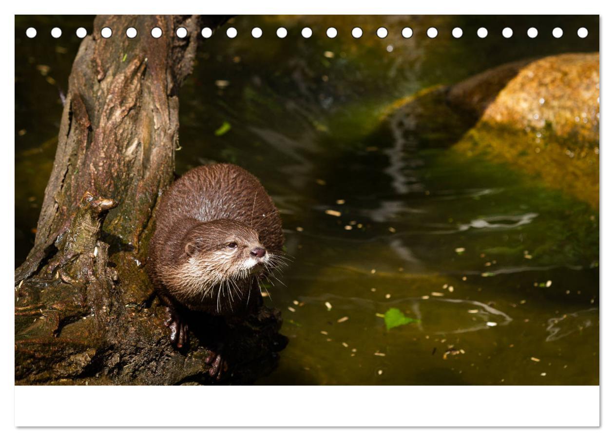 Bild: 9783435372102 | Otter - Jäger an Flüssen und Seen (Tischkalender 2025 DIN A5 quer),...