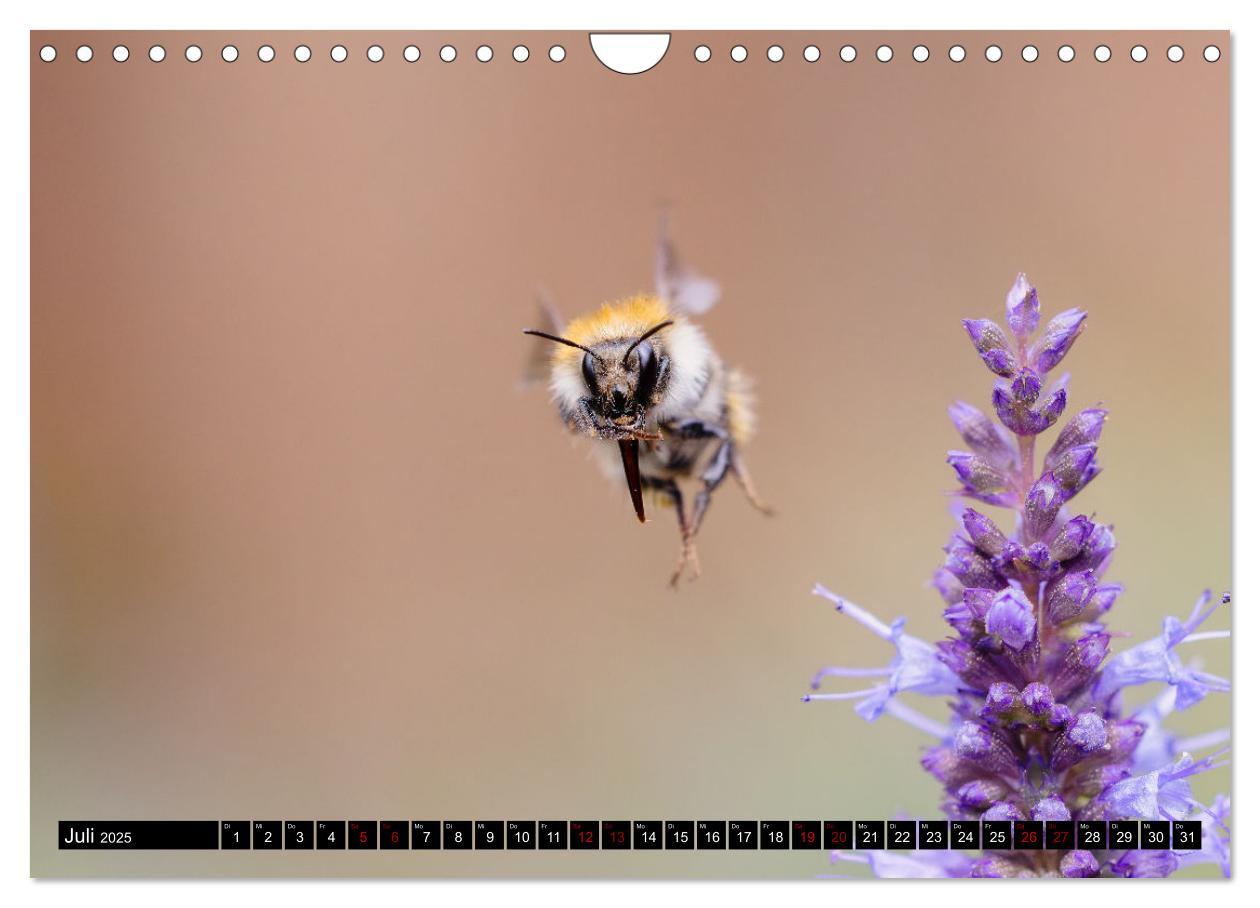 Bild: 9783383839030 | Hummeln - Flugaufnahmen eines faszinierenden Insekts (Wandkalender...