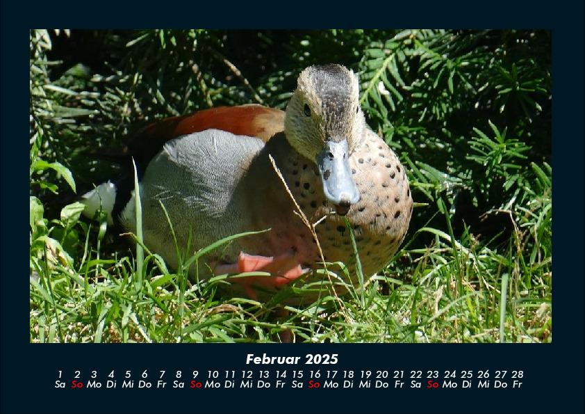 Bild: 9783755989561 | Enten 2025 Fotokalender DIN A4 | Tobias Becker | Kalender | Kalender