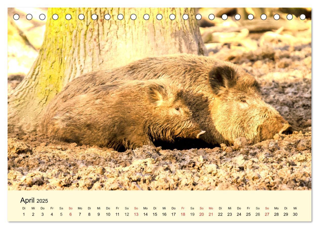 Bild: 9783435175086 | Scheue Wildtiere in heimischen Wäldern und Bergen (Tischkalender...