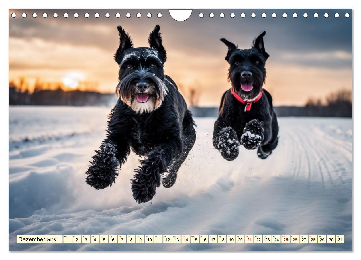 Bild: 9783457016145 | Schnauzer - vielseitige Allrounder (Wandkalender 2025 DIN A4 quer),...