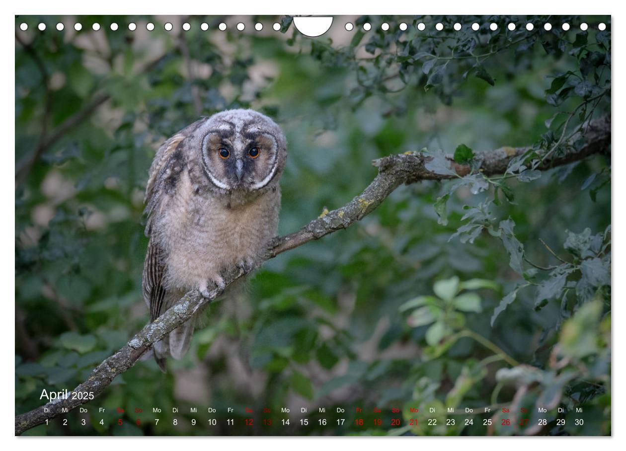 Bild: 9783435099597 | Moments in Nature (Wandkalender 2025 DIN A4 quer), CALVENDO...