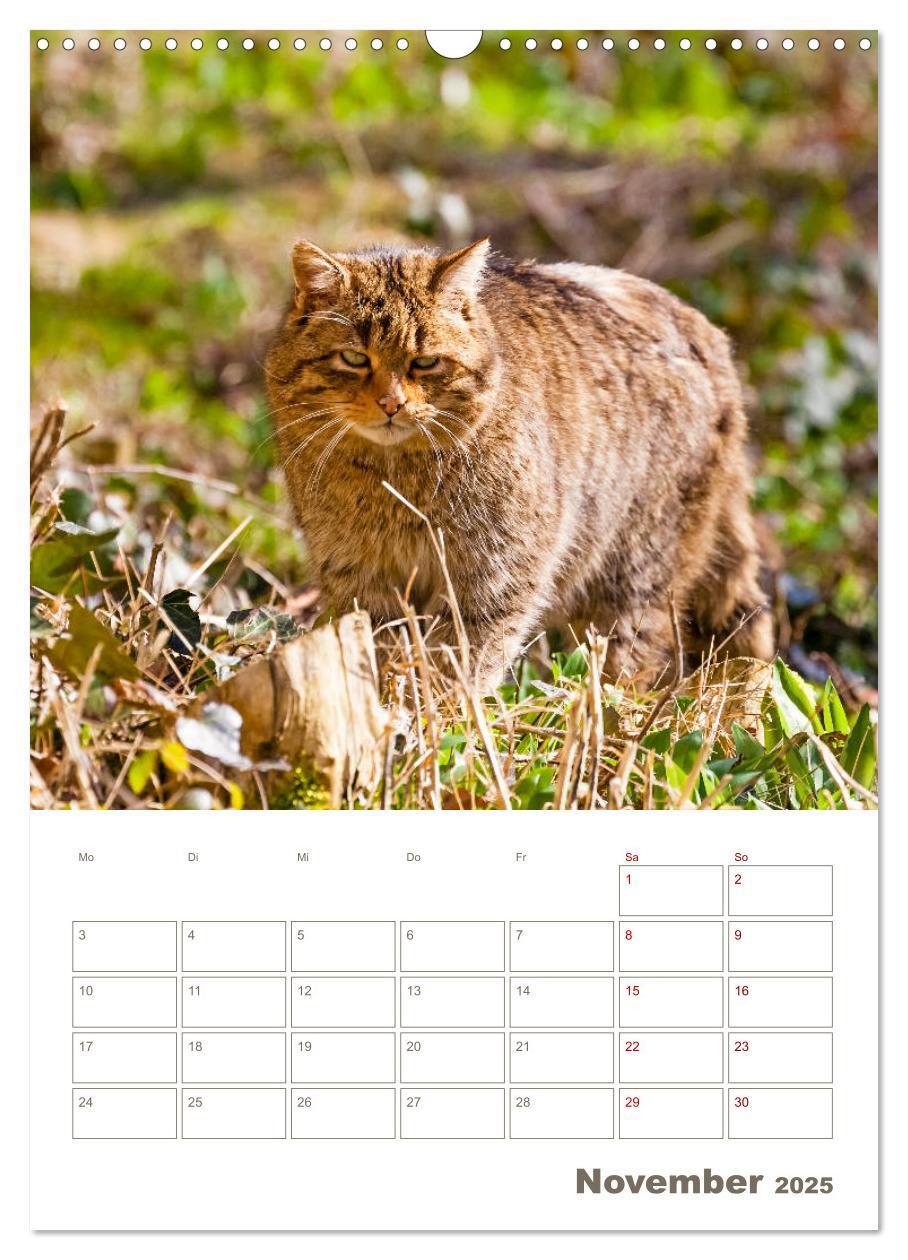 Bild: 9783435982882 | Europäische Wildkatzen - Jahresplaner (Wandkalender 2025 DIN A3...