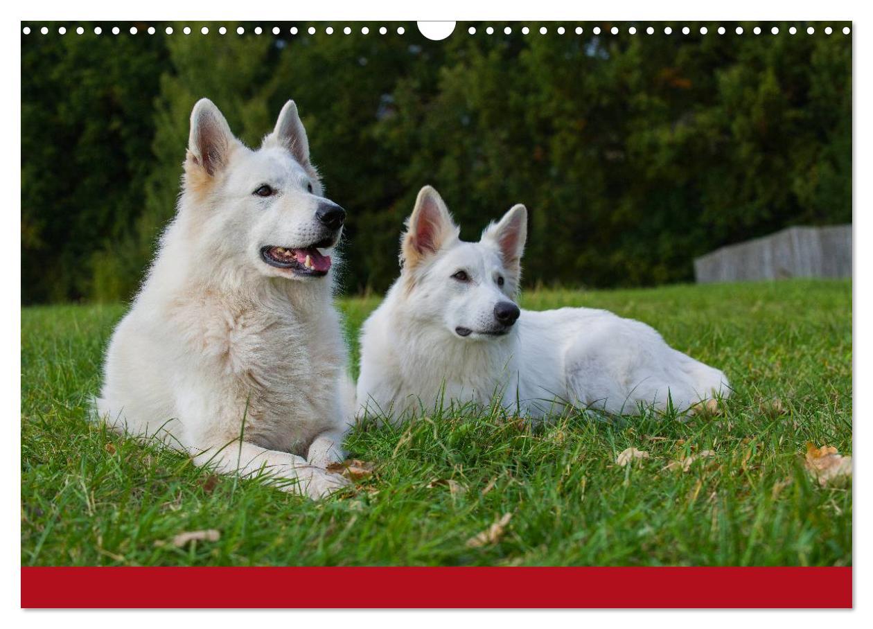 Bild: 9783435765560 | Weißer Schweizer Schäferhund (Wandkalender 2025 DIN A3 quer),...