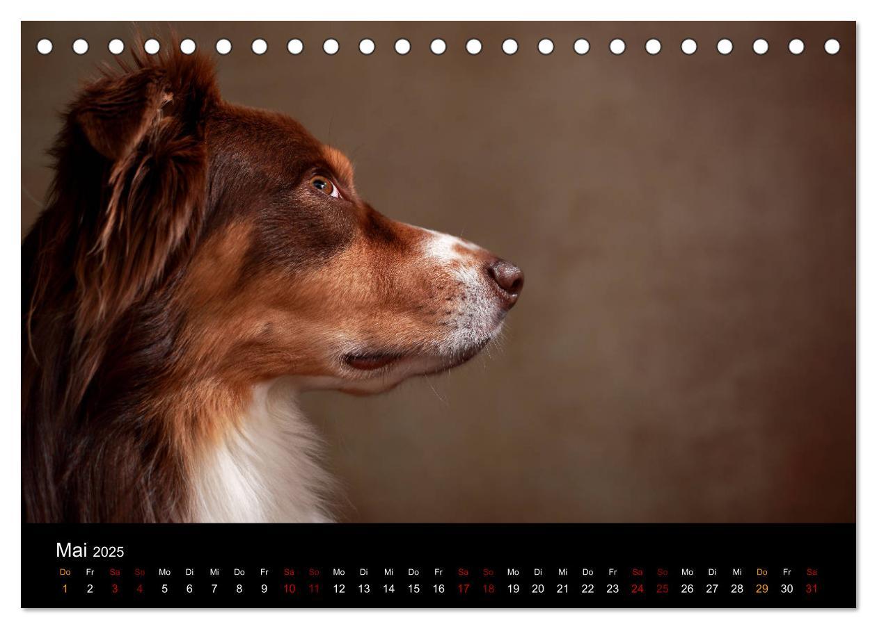 Bild: 9783435435517 | Charmante Australian Shepherds (Tischkalender 2025 DIN A5 quer),...