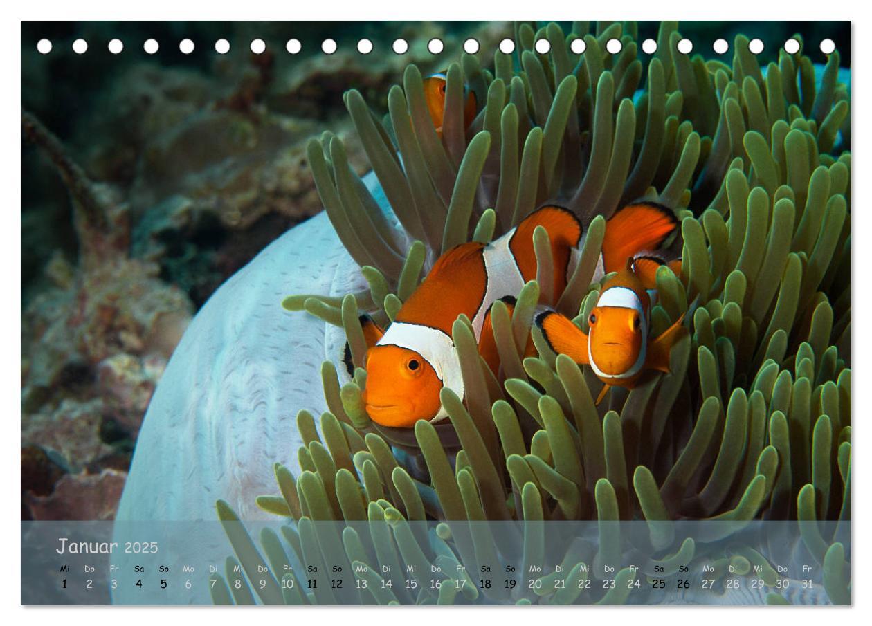 Bild: 9783435351169 | Anemonenfische - Streitbare Gesellen (Tischkalender 2025 DIN A5...