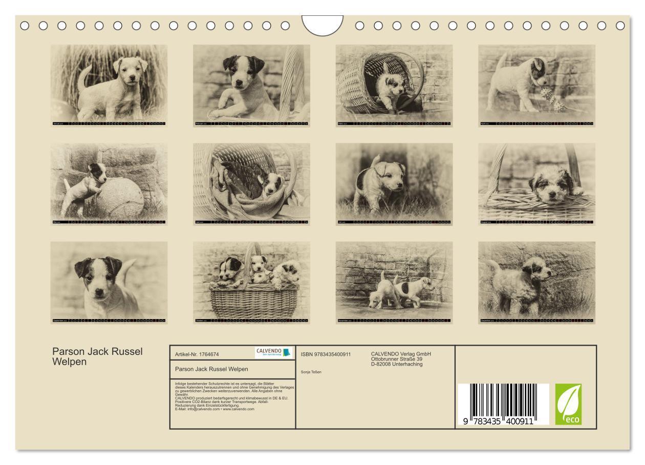 Bild: 9783435400911 | Parson Jack Russel Welpen (Wandkalender 2025 DIN A4 quer), CALVENDO...