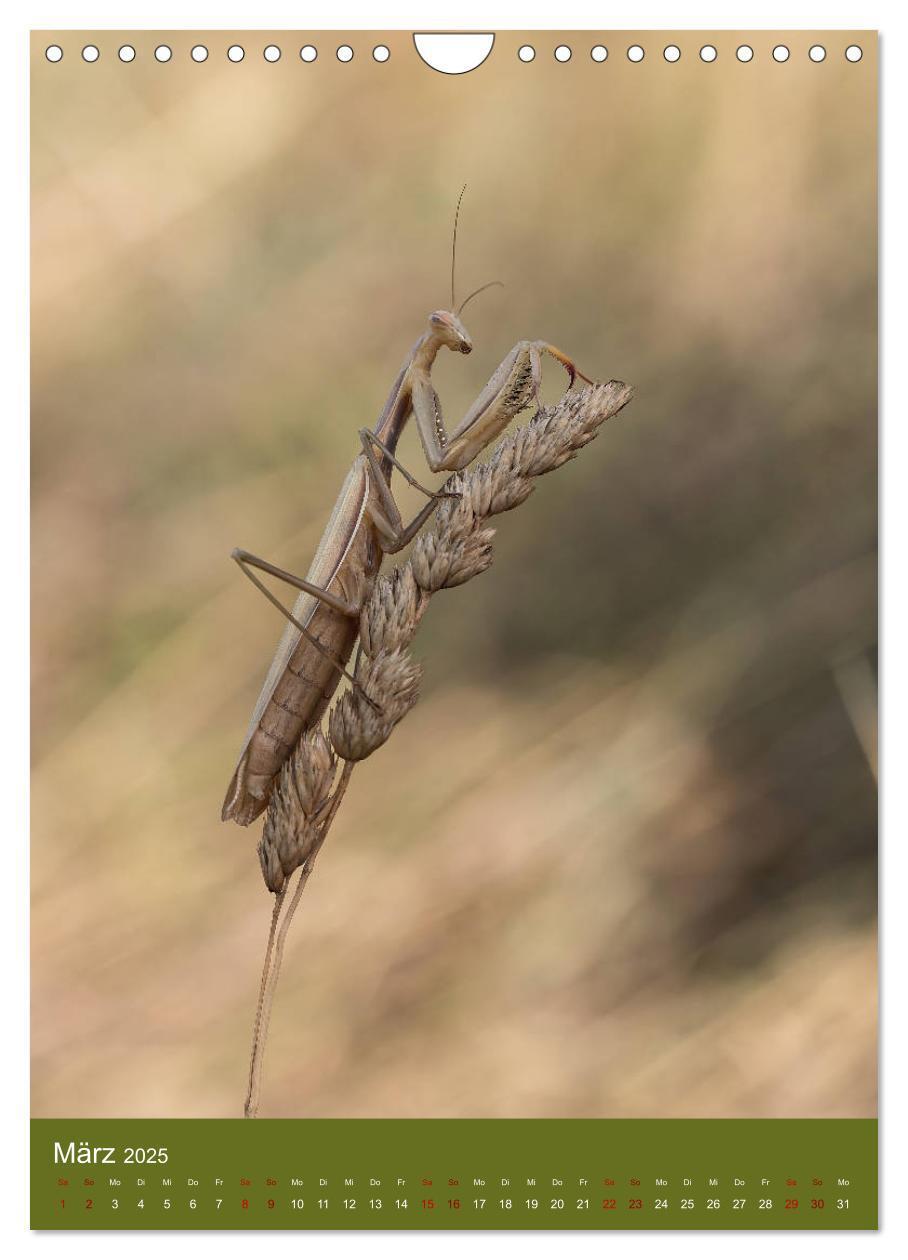 Bild: 9783435984558 | Die Gottesanbeterin. Räuber der Insektenwelt. (Wandkalender 2025...