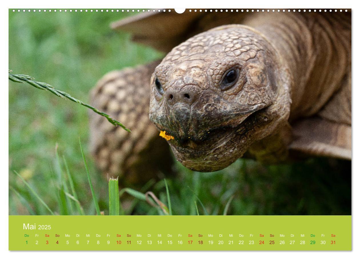 Bild: 9783435315055 | Meine Schildkröten (Wandkalender 2025 DIN A2 quer), CALVENDO...