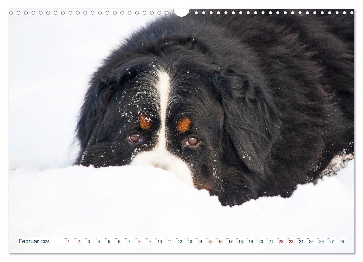 Bild: 9783435050079 | Berner Sennenhund - Ein Traum auf vier Pfoten (Wandkalender 2025...