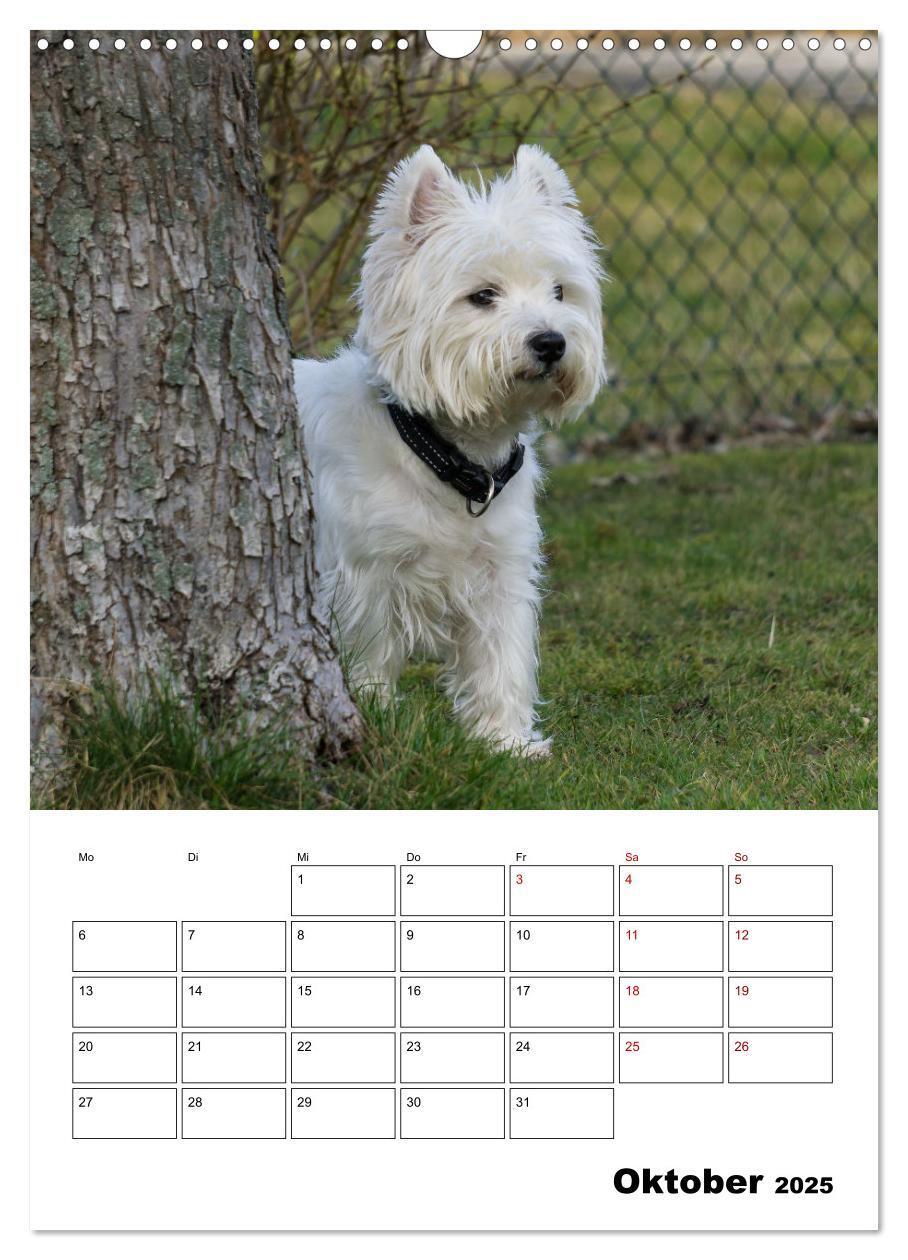 Bild: 9783435887842 | West Highland White Terrier - Herzensbrecher auf vier Pfoten...