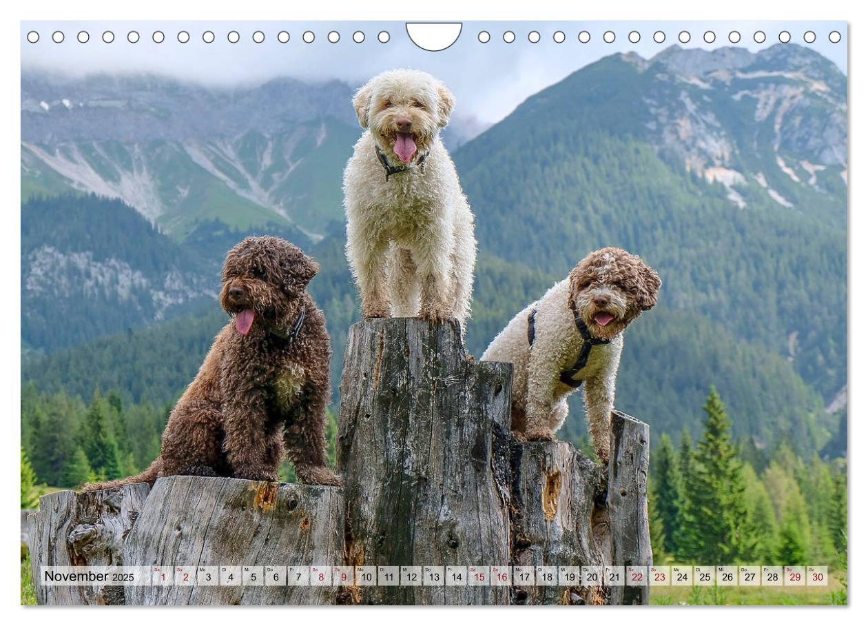 Bild: 9783435296095 | Lagotto Romagnolo in den Alpen 2025 (Wandkalender 2025 DIN A4...