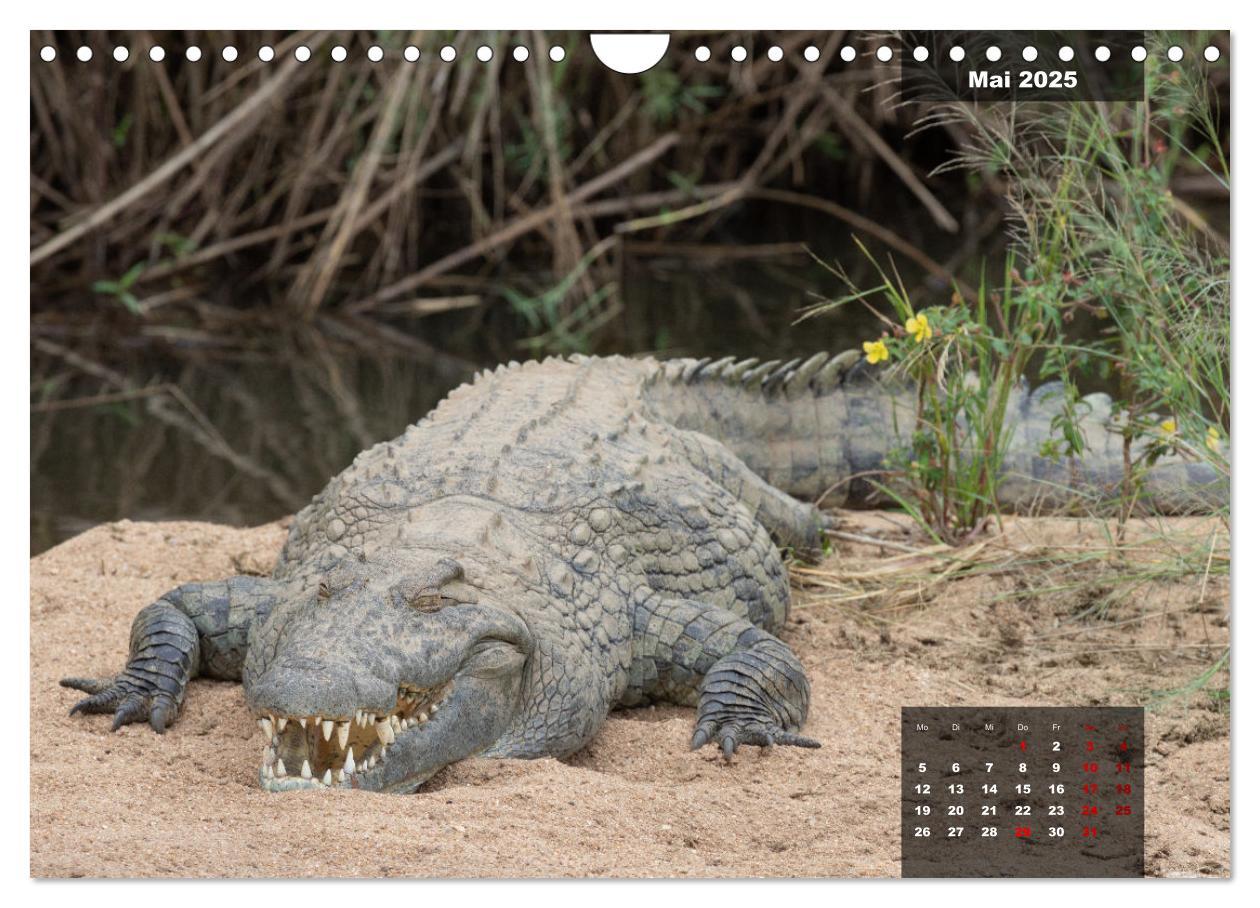 Bild: 9783383967399 | Auf Safari im Kruger National Park (Wandkalender 2025 DIN A4 quer),...