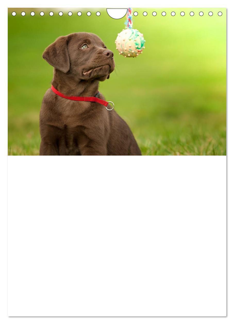 Bild: 9783457010310 | Labrador Welpe - Seelenhund (Wandkalender 2025 DIN A4 hoch),...