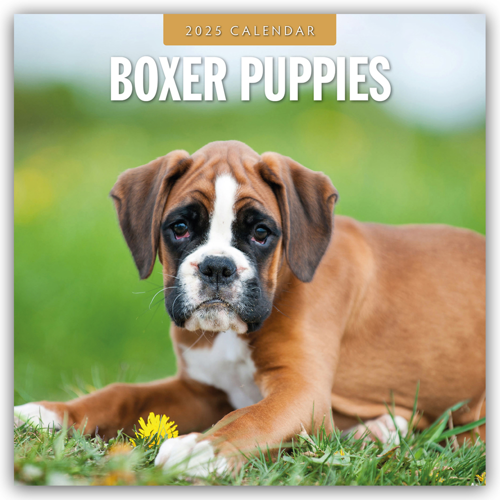 Cover: 9781804424384 | Boxer Puppies - Deutsche Boxer Welpen 2025 - 16-Monatskalender | Ltd