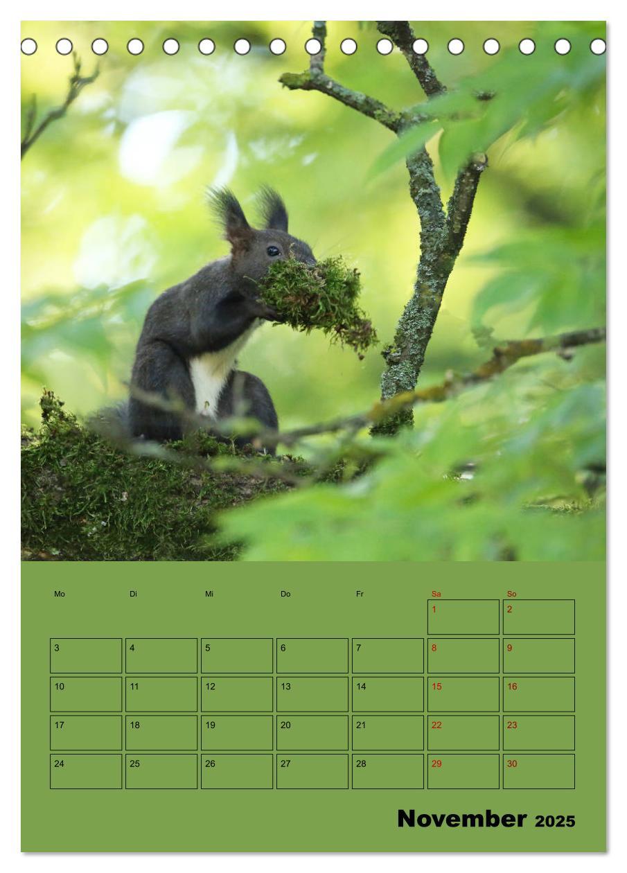 Bild: 9783435991075 | Eichhörnchen - Planer (Tischkalender 2025 DIN A5 hoch), CALVENDO...