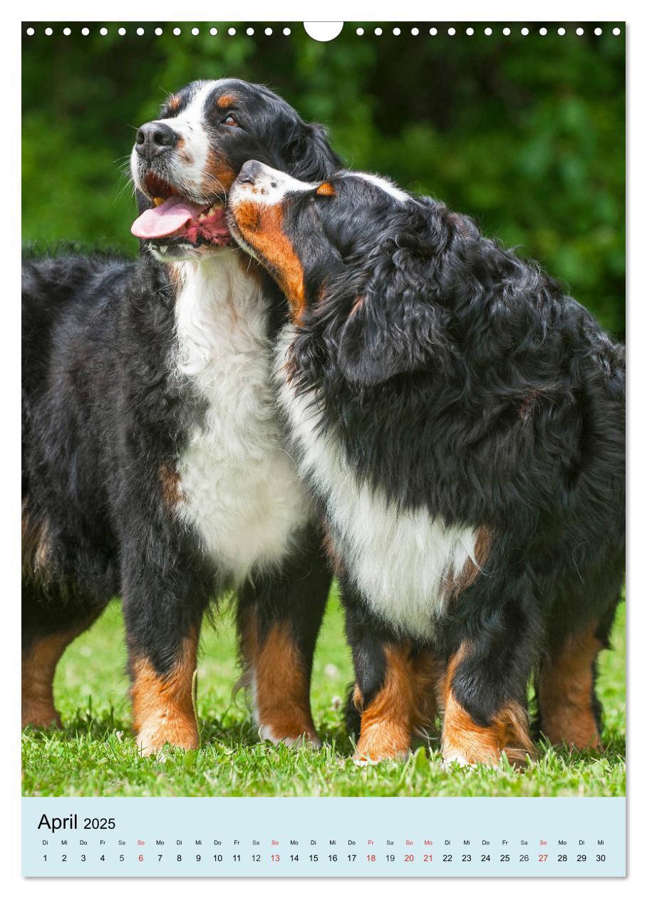 Bild: 9783435960651 | Berner Sennenhund - stark , schön und liebenswert (Wandkalender...