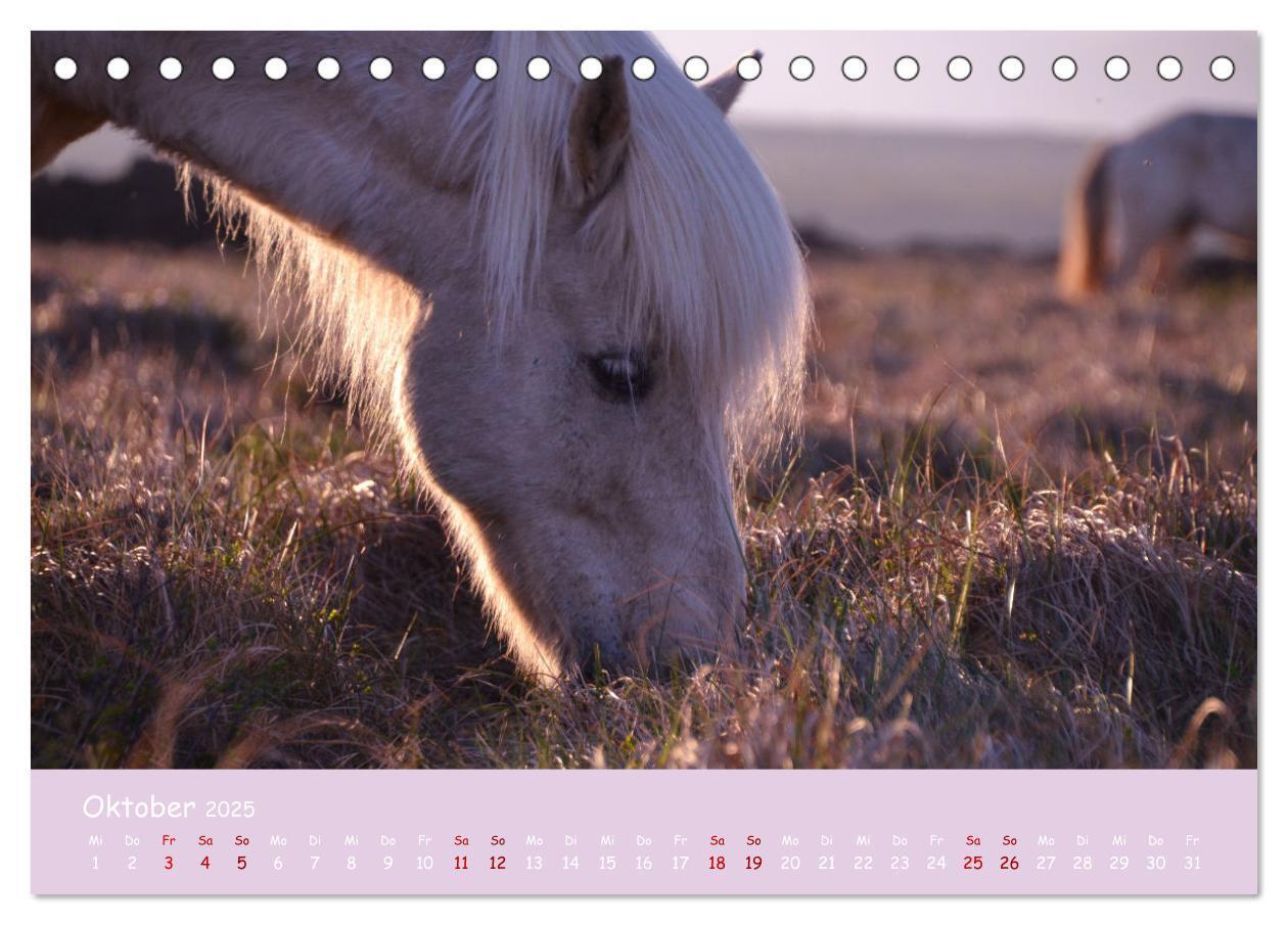 Bild: 9783435070893 | Das Islandpferd (Tischkalender 2025 DIN A5 quer), CALVENDO...