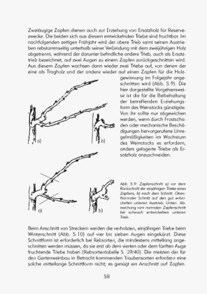 Bild: 9783980762960 | Hobbyweinbau | Harald Bocker | Taschenbuch | Deutsch | 2011