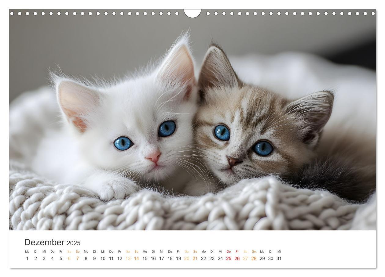 Bild: 9783457207994 | Zauberhafte Katzenbabys (Wandkalender 2025 DIN A3 quer), CALVENDO...