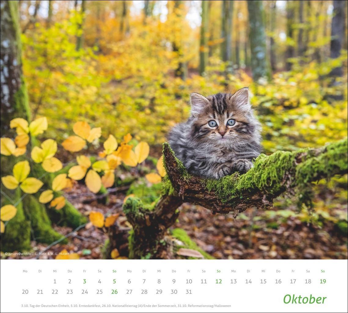 Bild: 9783756406852 | Katzen Bildkalender 2025 | Heye | Kalender | times&amp;more Kalender Heye