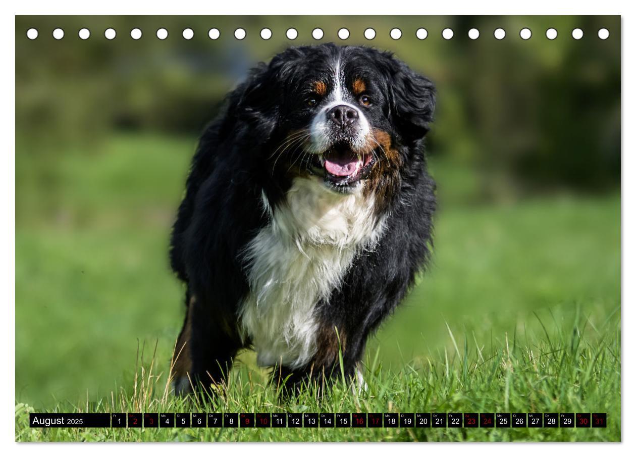 Bild: 9783457182666 | Berner Sennenhunde - Faszinierende Herzensbrecher (Tischkalender...