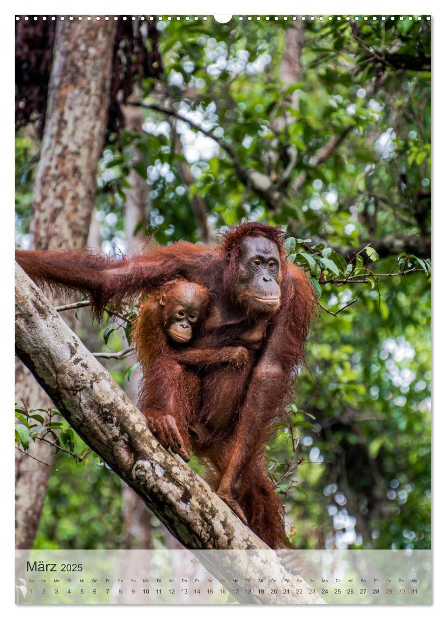 Bild: 9783435911103 | BORNEO Bedrohtes Paradies (Wandkalender 2025 DIN A2 hoch), CALVENDO...