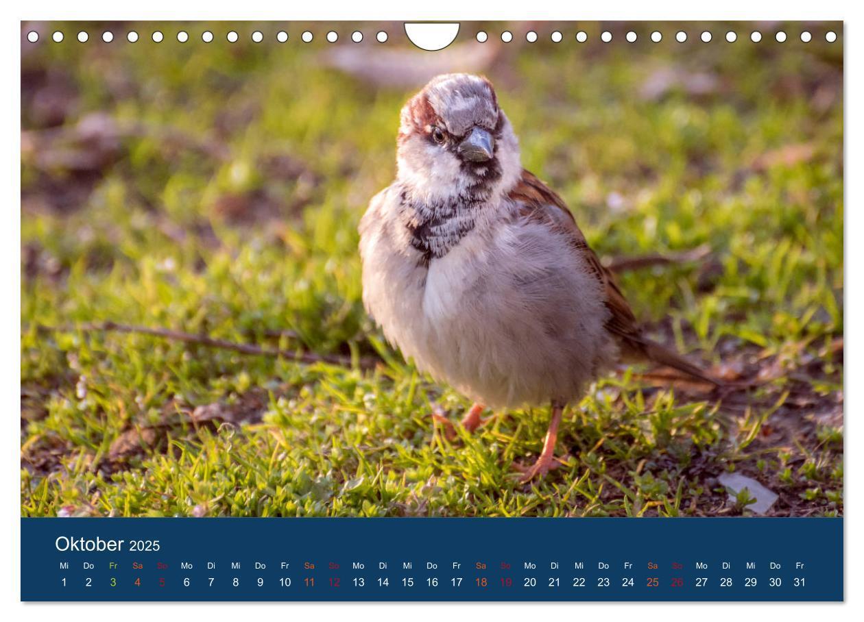 Bild: 9783435789399 | Spatzen-Kalender (Wandkalender 2025 DIN A4 quer), CALVENDO...